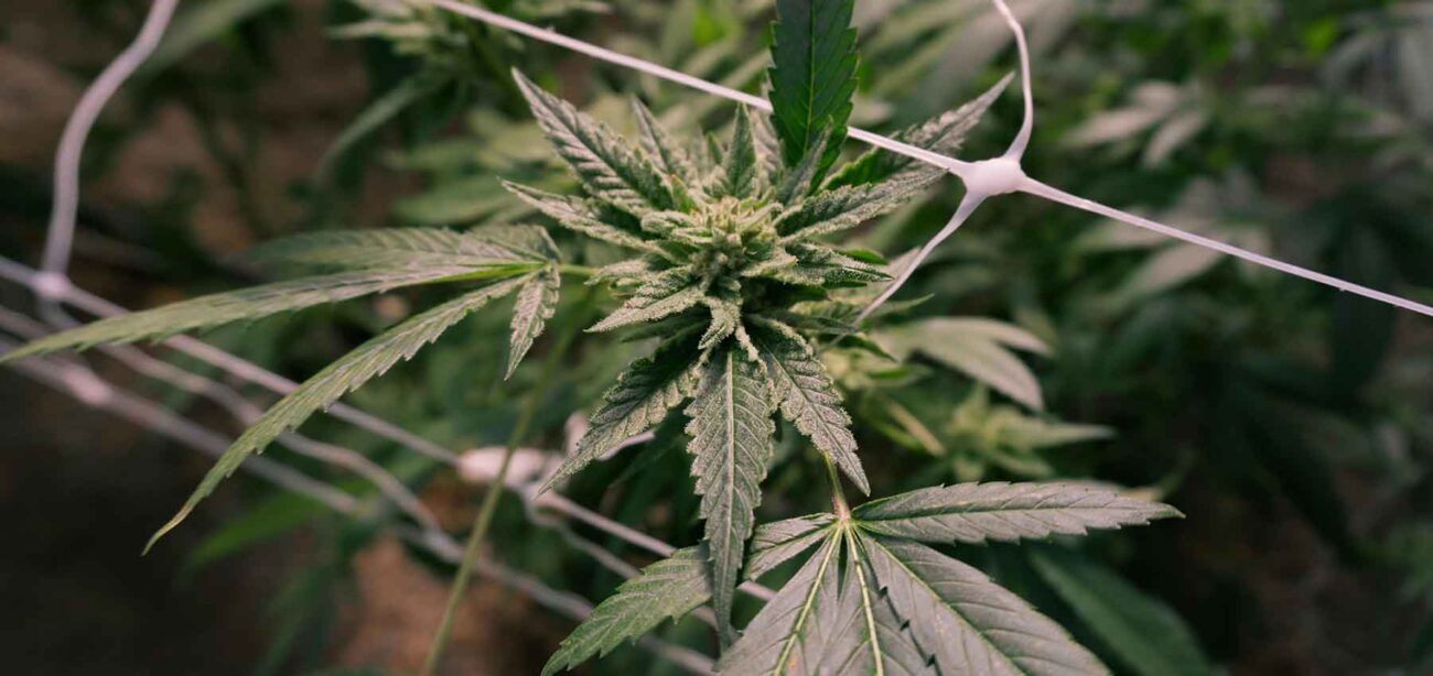 Cannabis benefici