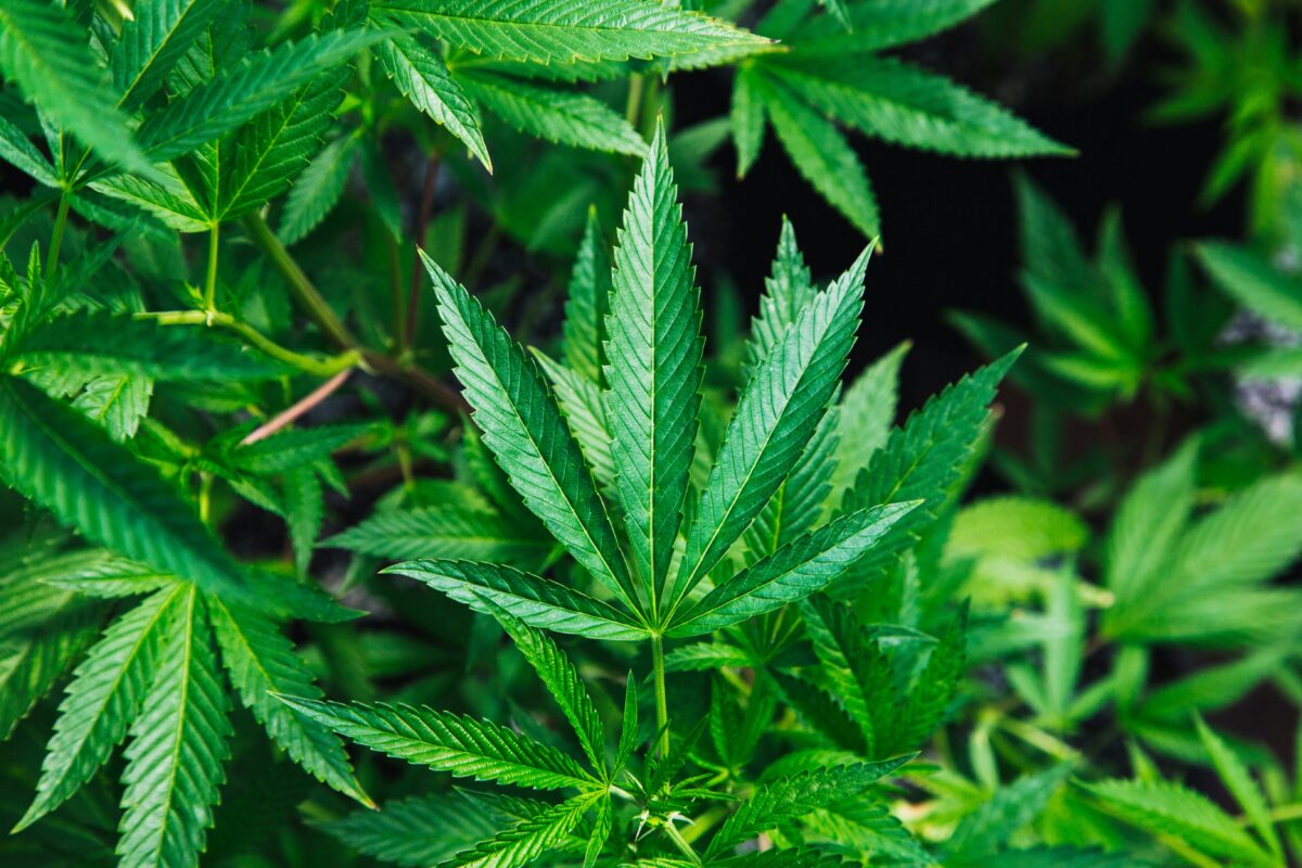 cannabis light